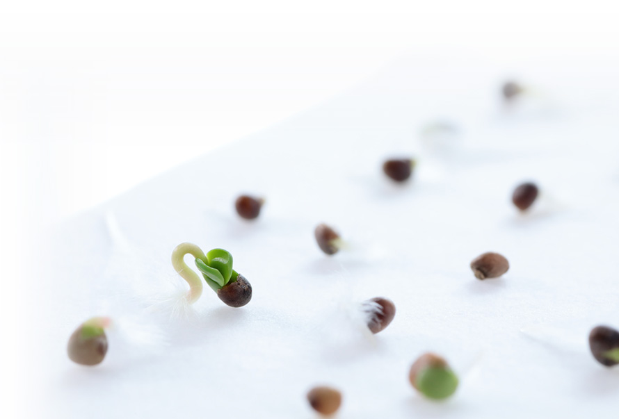 SAKATA Group s Global Brand Website