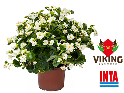 Vigorous, Interspecific Hybrid Begonia  