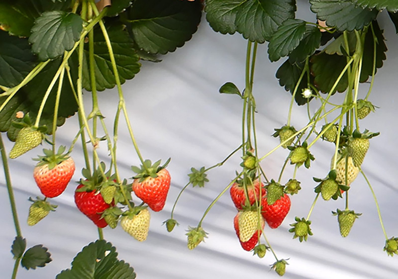 Image of seed strawberry research