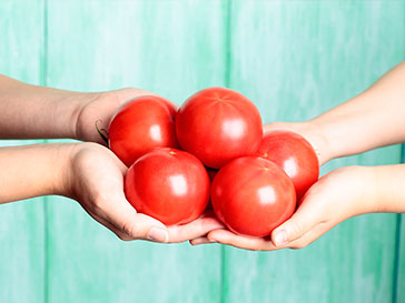 Tomato handed over by hand